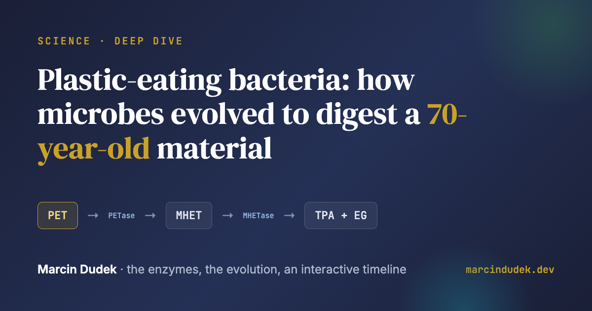 The PET to PETase to MHET to MHETase to terephthalic acid plus ethylene glycol enzyme relay that lets bacteria digest plastic